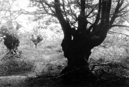 image_thumbnail