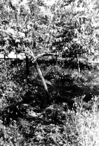 image_thumbnail
