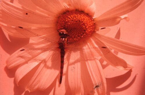 image_thumbnail