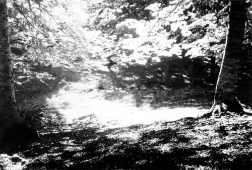 image_thumbnail