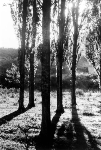 image_thumbnail